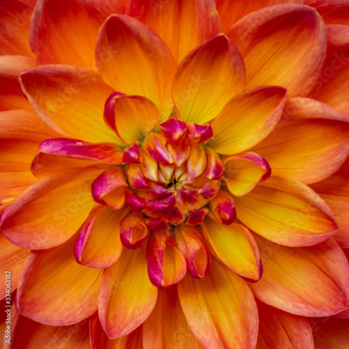 Summer blooming dahlia