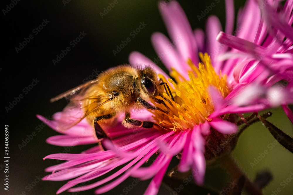 Honey bee pollinating in pink fall aster Honey bee pollinating in pink fall aster