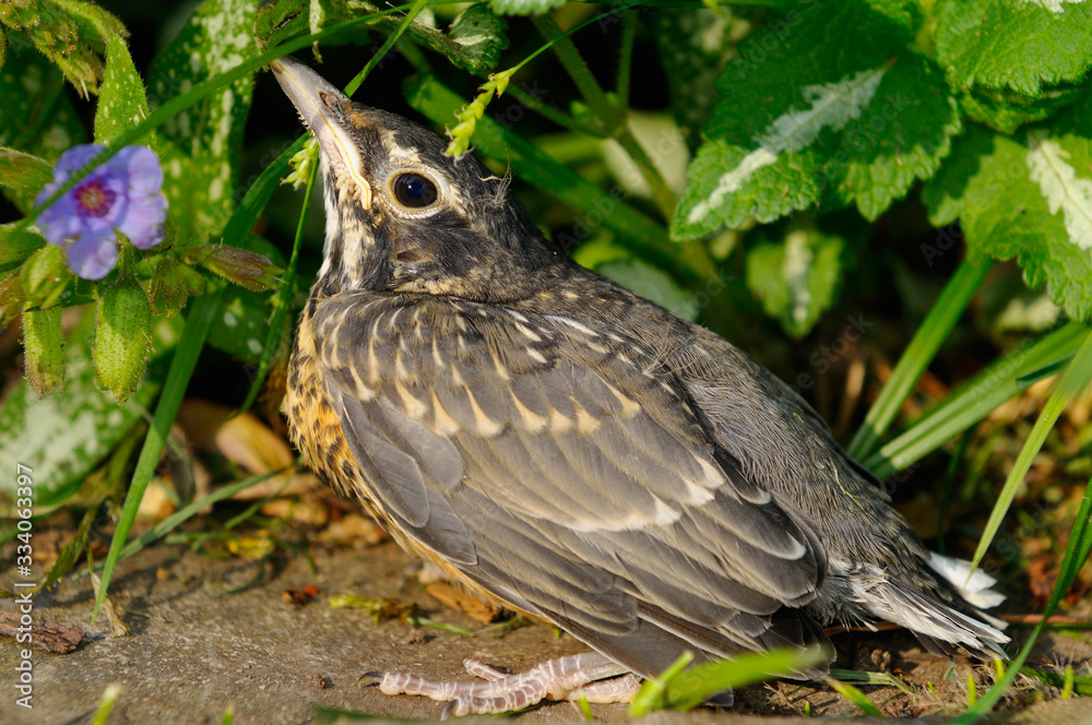 Fledgling robin on the ground after the first flight out of the nest Fledgling robin on the ground after the first flight out of the nest