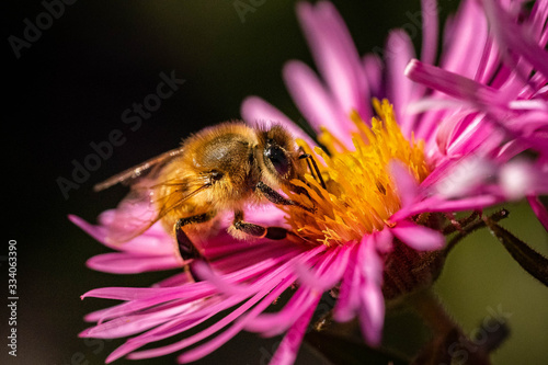 Honey bee pollinating in pink fall aster