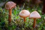 Oregon fall mushrooms in the forest