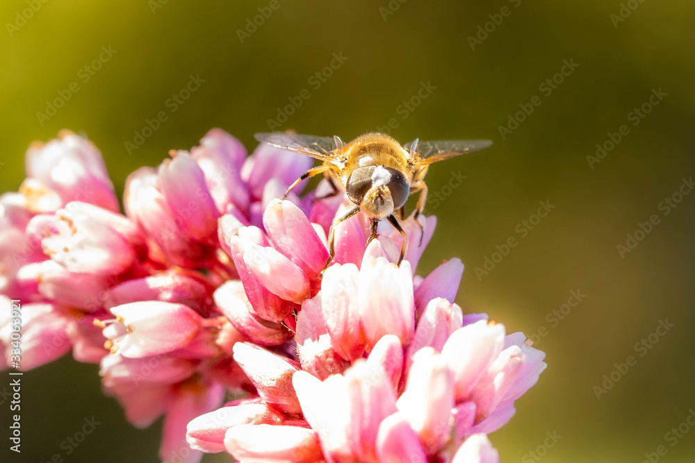 Pollinator on flower kiss me over the garden gate
