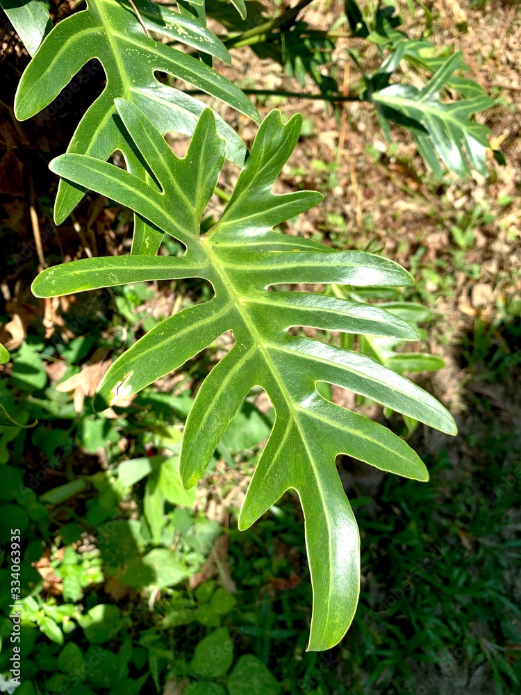 Obraz premium close up big green leaf with sun light