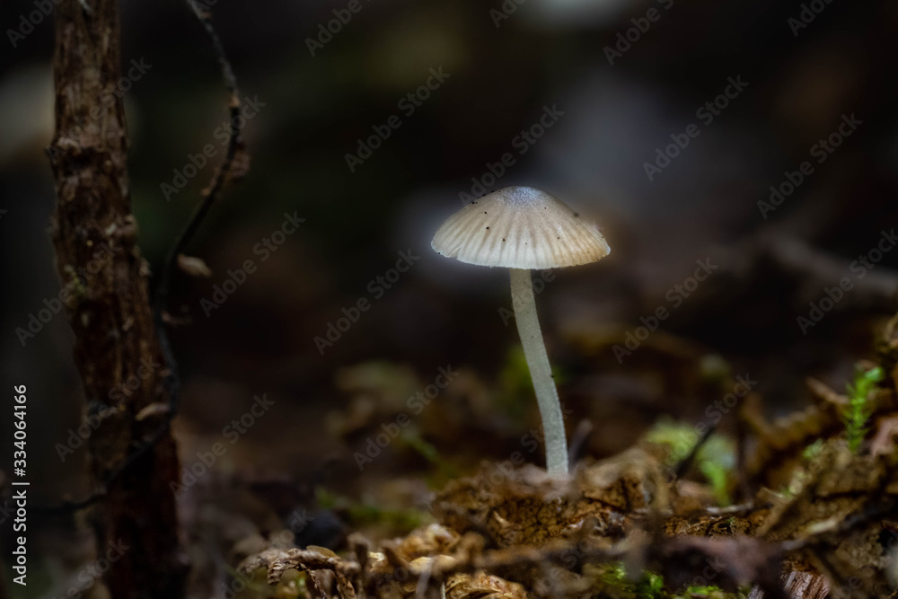 Mushrooms in the Oregon Forest Coast Range Mushrooms in the Oregon Forest Coast Range