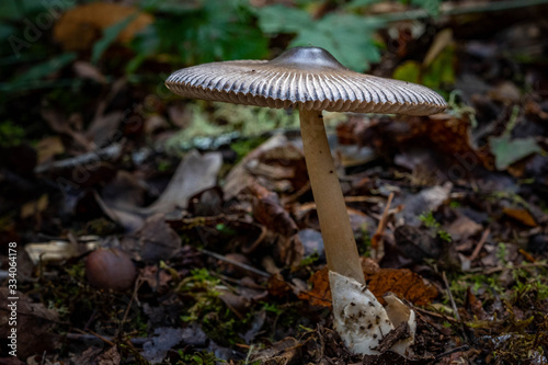 Mushrooms in the Oregon Forest Coast Range