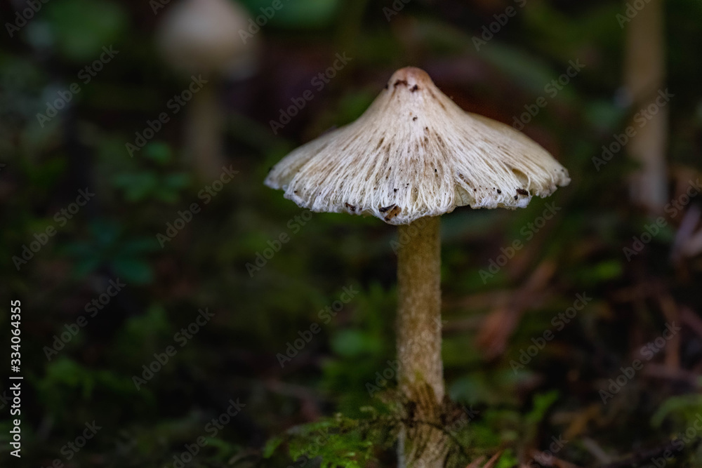 Mushrooms in the Oregon Forest Coast Range Mushrooms in the Oregon Forest Coast Range