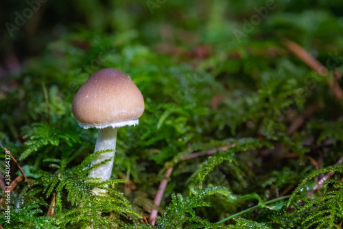 Mushrooms in the Oregon Forest Coast Range