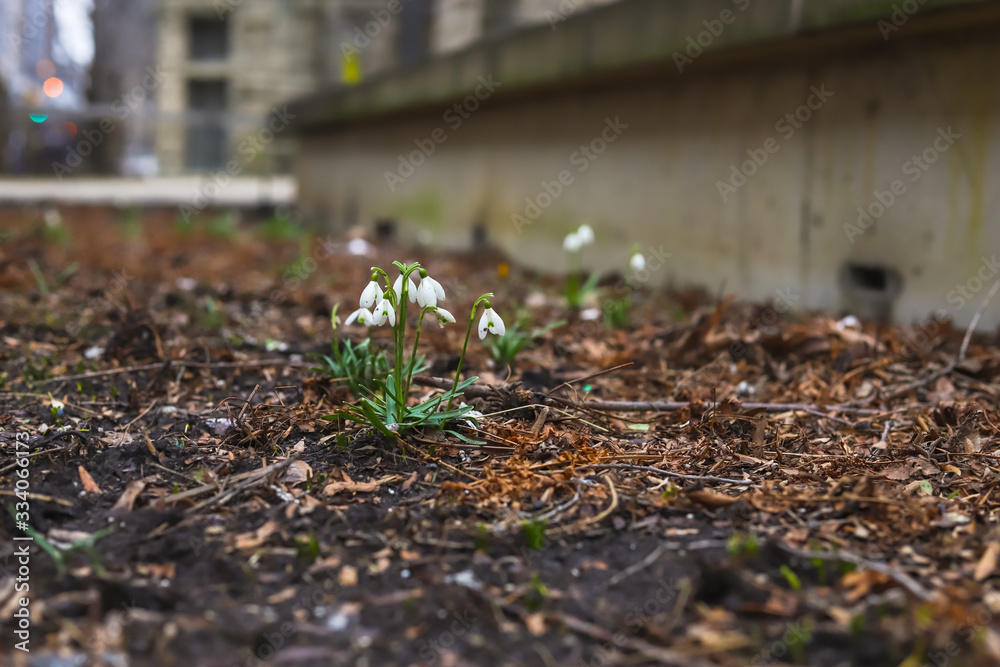 spring in the garden spring in the garden
