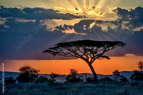 Fototapeta Scenery of a tree in the savanna plains during sunset