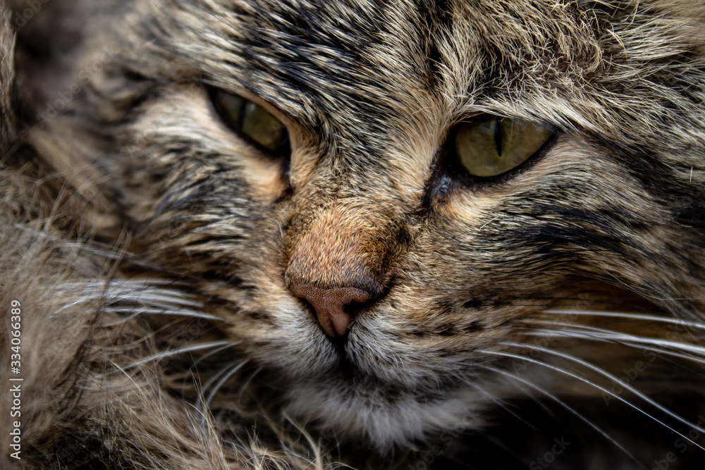 The face of a forest cat. Felis Silvestris in the habitat. The face of a forest cat. Felis Silvestris in the habitat.