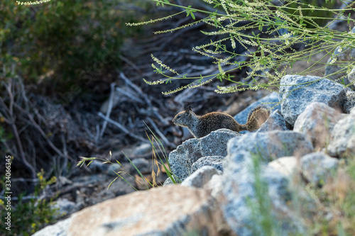 Grey squirrel keeping watch on rocks near a walking path