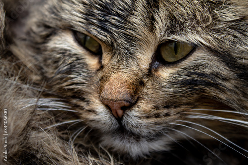 The face of a forest cat. Felis Silvestris in the habitat.