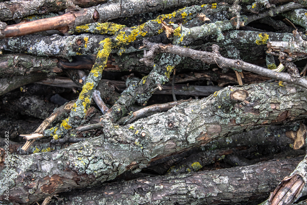 Texture of old branches covered with moss. Texture of old branches covered with moss.