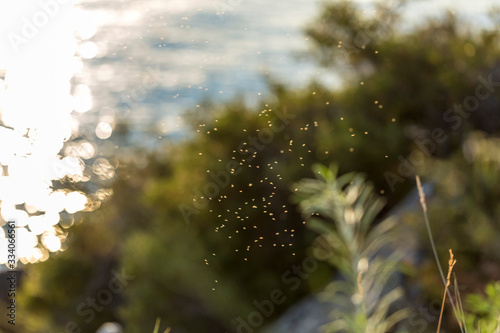 Group of buzzy gnats flying over lake Tahoe near a walking path