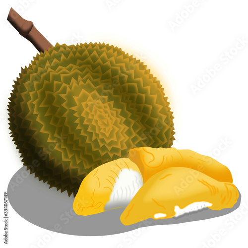 Durian fruit isolated drawing vector.