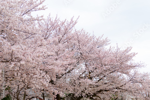 新しい芽がではじめた桜