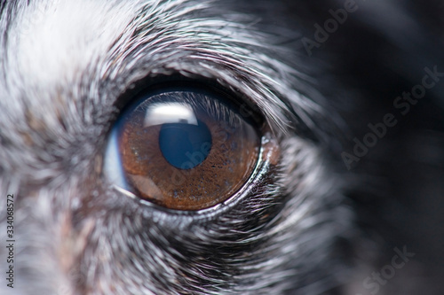Mini Fox Terrier Eye
