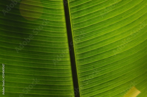 Leaves of tropical plants growing in the jungle. Details of the innervation of the leaf blade. Nerves and connections of green elements. Carbon absorption and oxygen production.