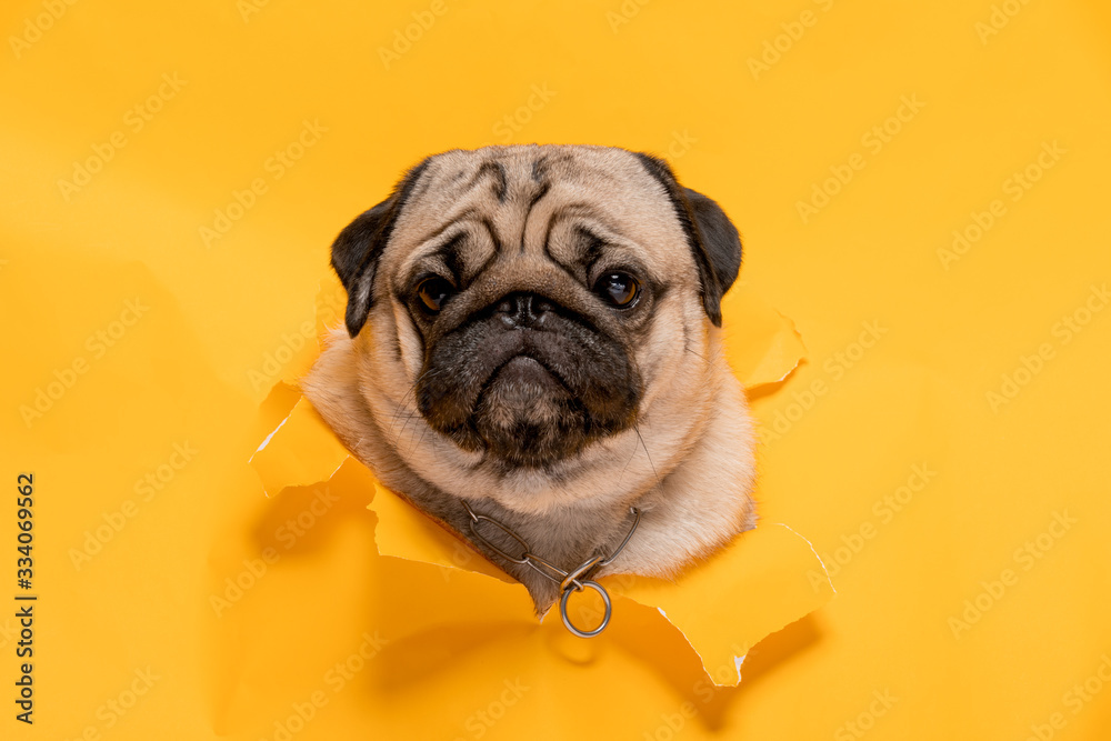 Cute dog pug breed on yellow paper hole making question face and funny face,Happiness and cheerful dog concept