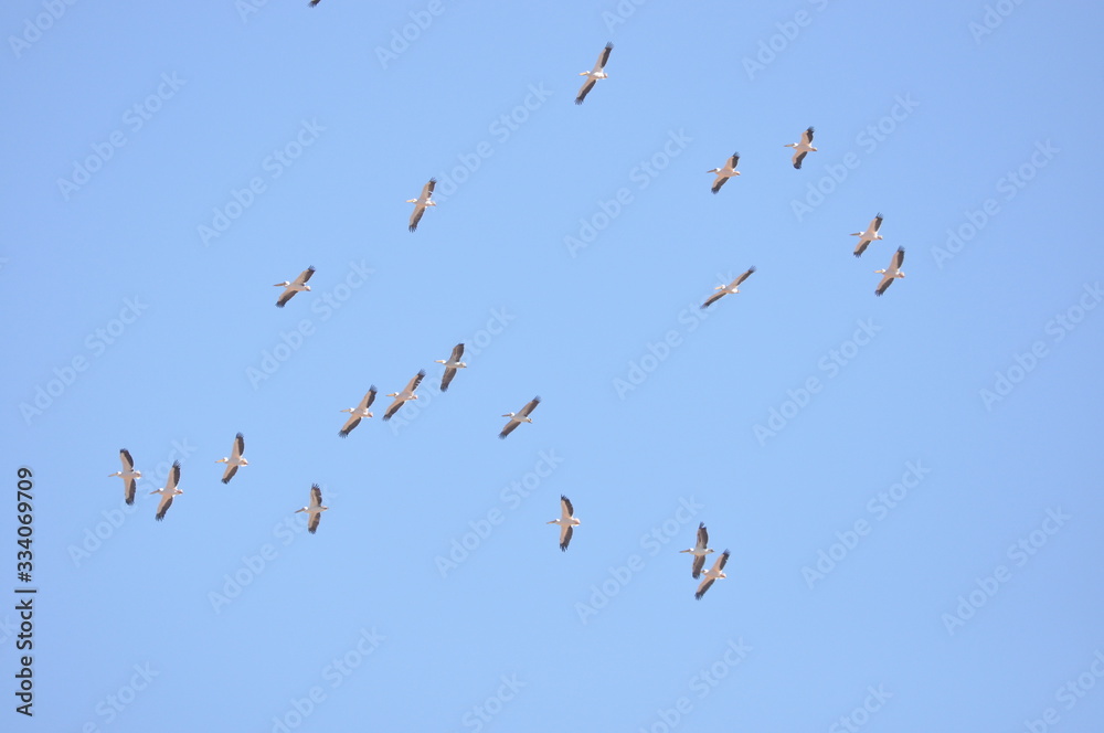 A large herd of the great white pelican circling the blue sky in warm and sunny Israel on the Red Sea, near Eilat. A large herd of the great white pelican circling the blue sky in warm and sunny Israel on the Red Sea, near Eilat.
