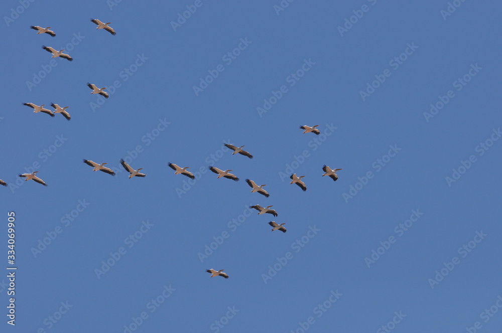A large herd of the great white pelican circling the blue sky in warm and sunny Israel on the Red Sea, near Eilat. A large herd of the great white pelican circling the blue sky in warm and sunny Israel on the Red Sea, near Eilat.