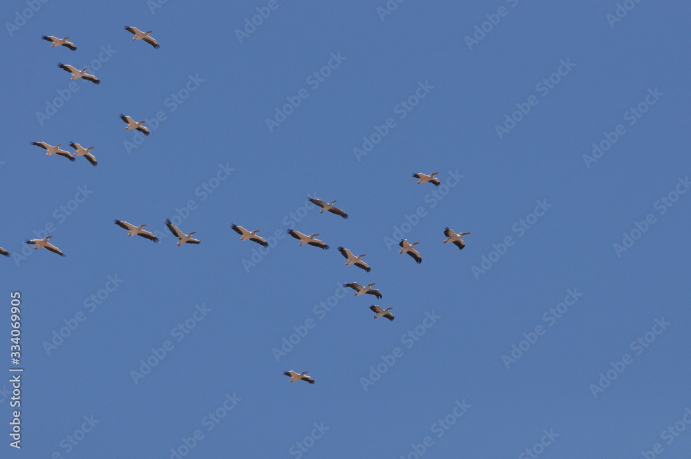 A large herd of the great white pelican circling the blue sky in warm and sunny Israel on the Red Sea, near Eilat.