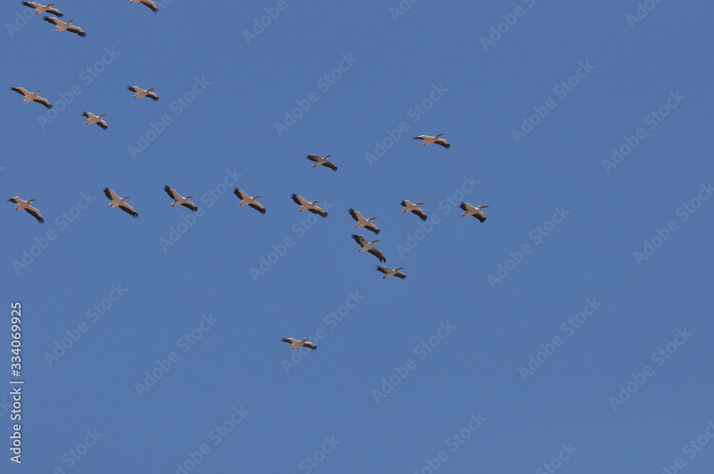 Fototapeta premium A large herd of the great white pelican circling the blue sky in warm and sunny Israel on the Red Sea, near Eilat.