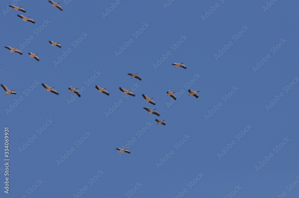 A large herd of the great white pelican circling the blue sky in warm and sunny Israel on the Red Sea, near Eilat.