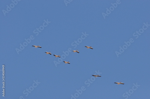 A large herd of the great white pelican circling the blue sky in warm and sunny Israel on the Red Sea  near Eilat.