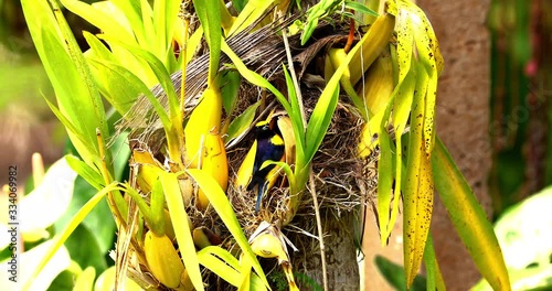 Bird Euphonia chlorotica treating the chick in the nest photo