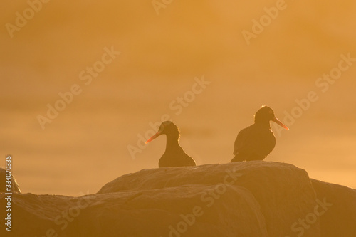 Pair of Oyster Catchers on rocks photo