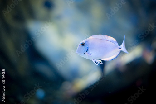 beautiful fish from trinity island in aquarium © ruthjcrj