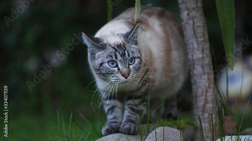 WHITE ANG GREY CAT EATING GRASS IN THE GARDEN