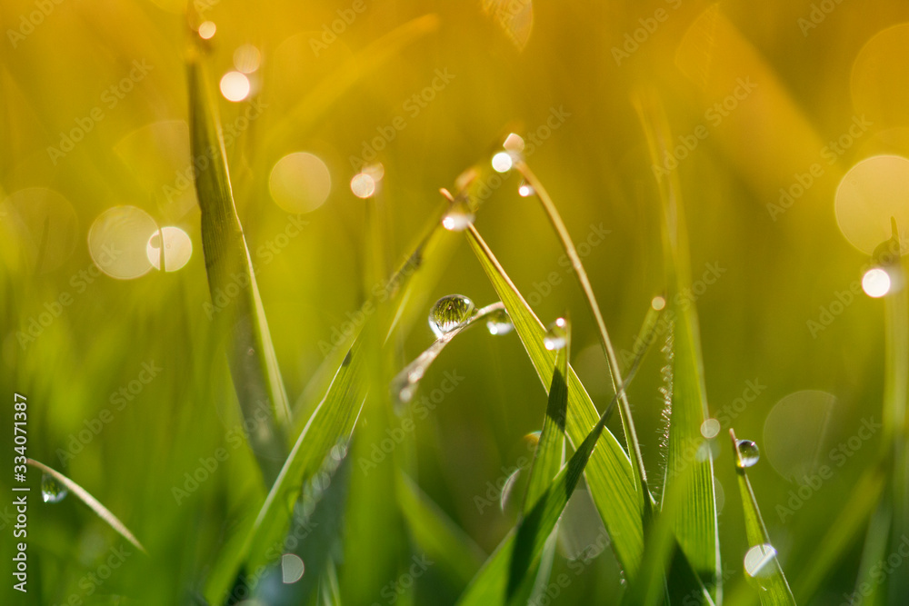 Fototapeta premium Dew Drop On Grass Blade. Spring background