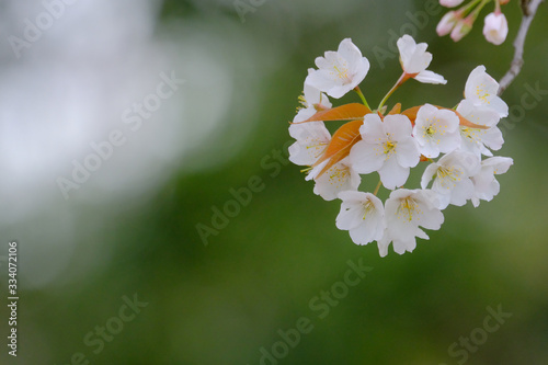 cherry blossom