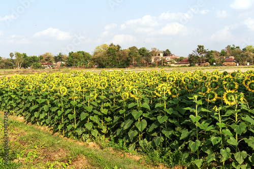 sunflower Garden in front of beautiful Indian village surrounded by Green trees under blue sky and the sunflower flowers are looking at the village photo