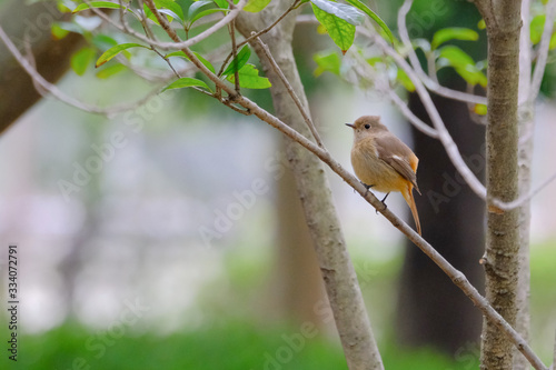 redstart on branch