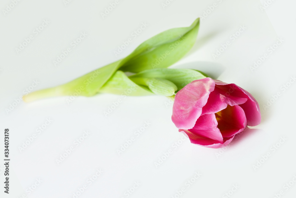 Spring tulip on white background Spring tulip on white background