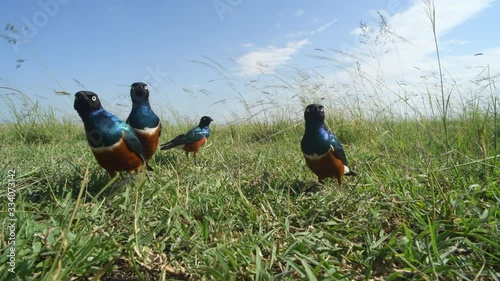 Four curious superb starlings approach the camera at ground level in the Maasai Mara Reserve in Kenya.