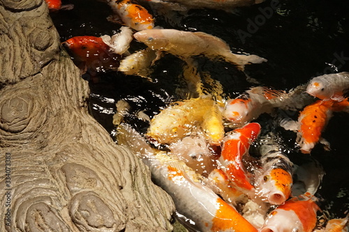 Lots Koi fish "Cyprinus carpio" in clear water pond