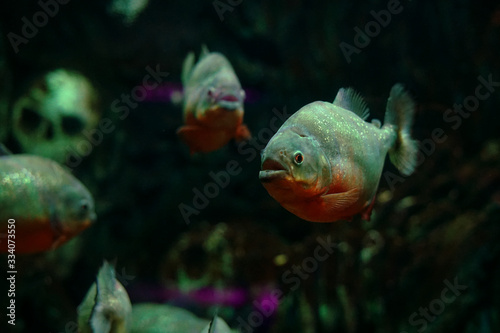 Red bellied piranha "Pygocentrus nattereri" in dark and blurry scene