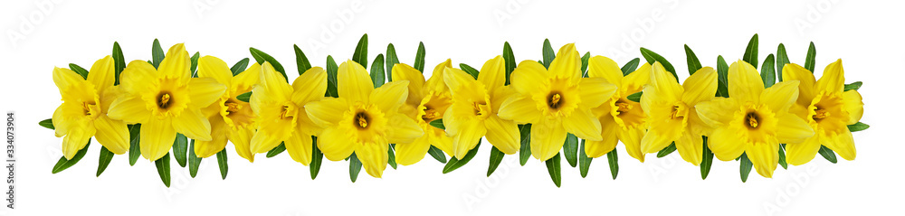 Yellow narcissus flowers in a line floral arrangement