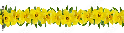 Yellow narcissus flowers in a seamless line floral pattern
