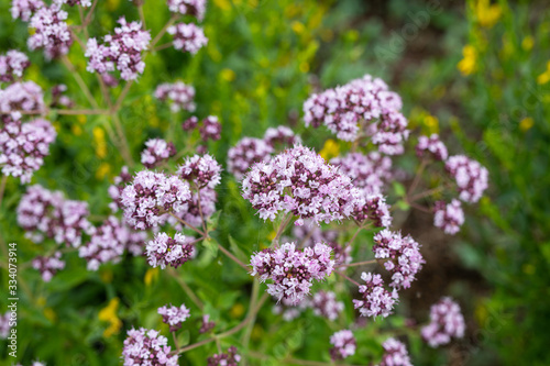 Close up view of pinc and lilac flowerheads of blooming oregano, origanum vulgare. Selected focus, blurred background.