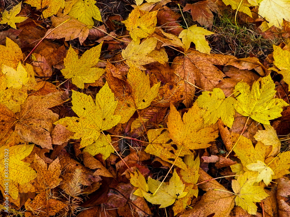 Yellow autumnal leaves as nature background.