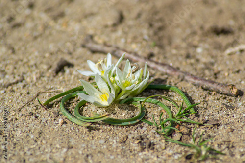 White star of Bethlehem. Early yellow spring flower in the garden, wild flower in the garden, Ornithogalum flowers outdoors photo