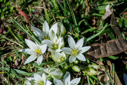 White star of Bethlehem. Early yellow spring flower in the garden  wild flower in the garden  Ornithogalum flowers outdoors