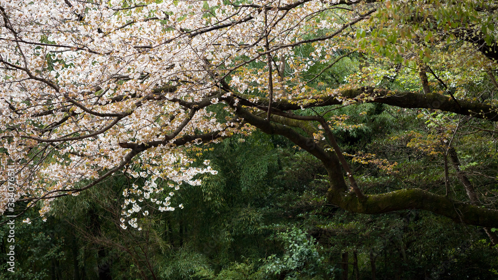 Fototapeta premium 綺麗な春の満開の桜の花