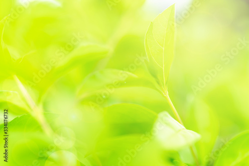 Blurred nature view of green leaf