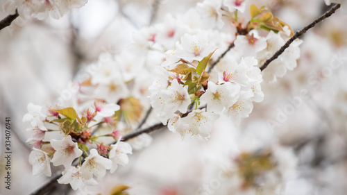 綺麗な春の満開の桜の花 © zheng qiang